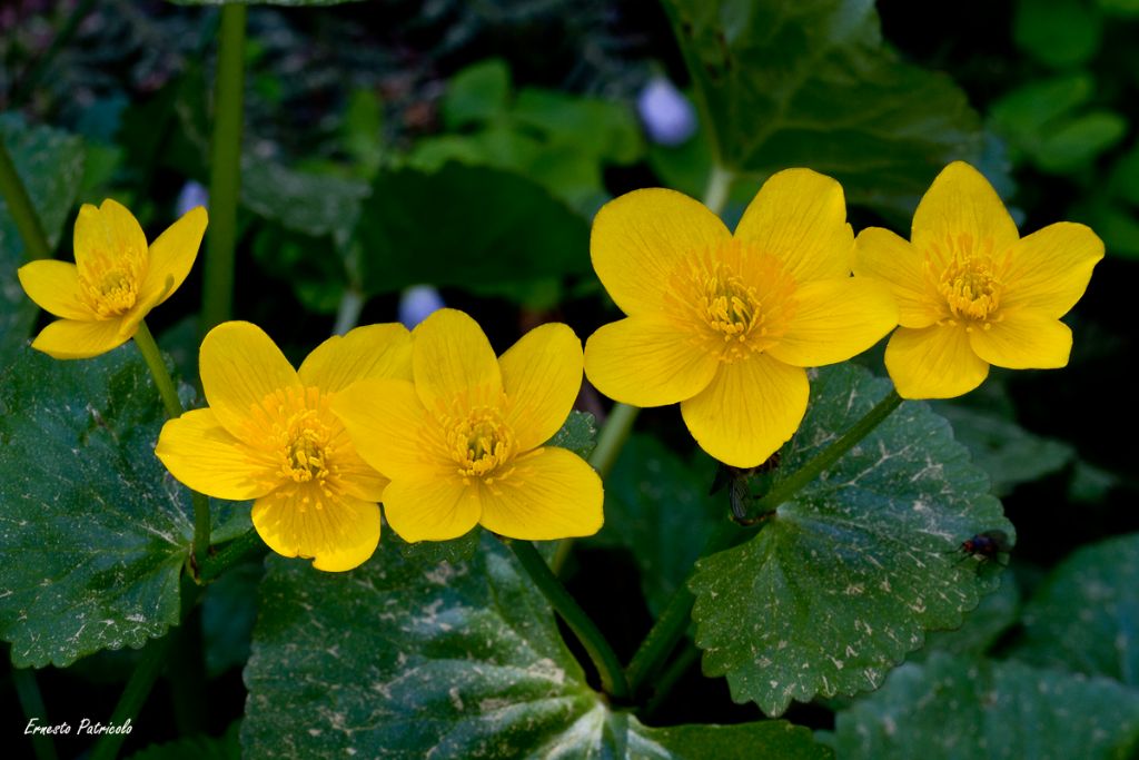 Caltha palustris (Ranunculaceae)